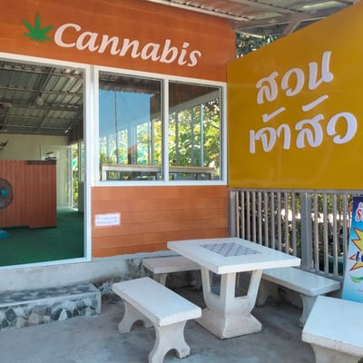 Cannabis Ubon/สวนเจ้าสัว พิบูล อุบล