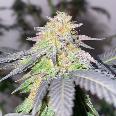 Malee Kush Farm product image