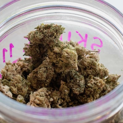 WEED SKUNK 11 Sativa
