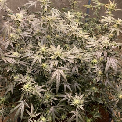 ร้านกัญชายำหาย Cannabis home product image