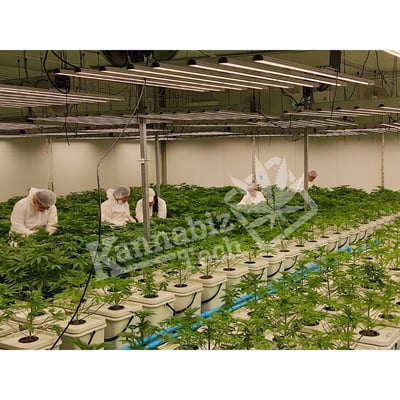 Kannabiz Tech (Farm)