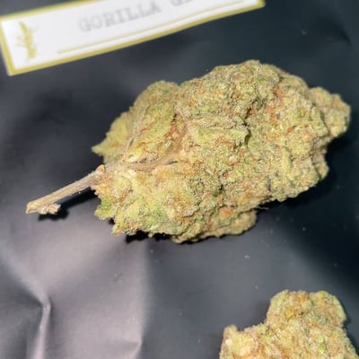 Grasshopper City Coffeeshop product image