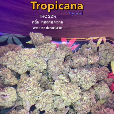 Tropicana