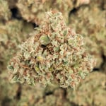 White Critical Express