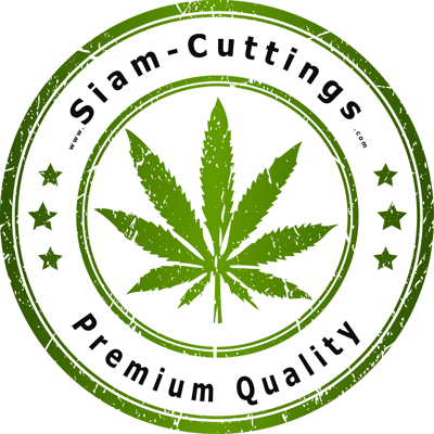 SIAM-CUTTINGS product image