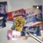 Gorilla Blue