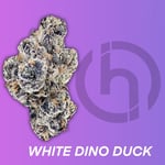 White Dino Duck