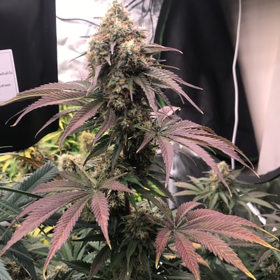 Ubonweed product image