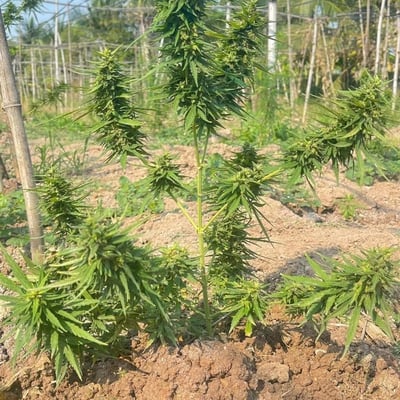 Farm 420 product image