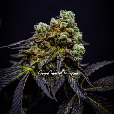 GunjaOutdoorChiangmai product image