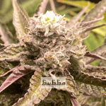 Bubba Cannabis Homegrow Nonthaburi