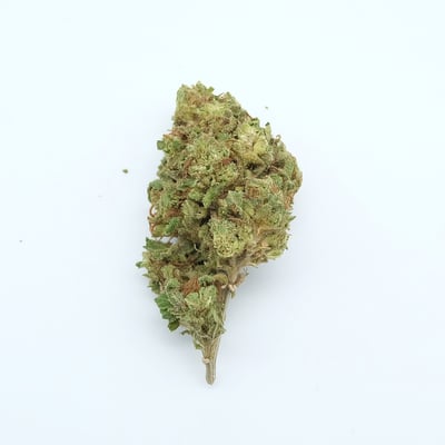 Critical Plus