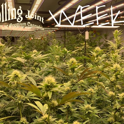 Rolling joint farm Quality flowers product image