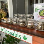 Maphlikan Cannabis