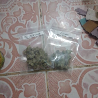 เติมกัญ420กาฬสินธุ์ Term-Ganz420@Kalasin Cannabis Store product image