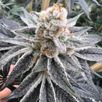 MikeBuds Cannabis Farm&Dispensary 華人大麻
