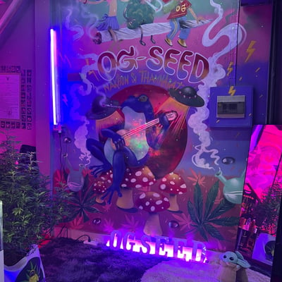 OG Seed Shop (ร้านกัญชานครศรี) product image