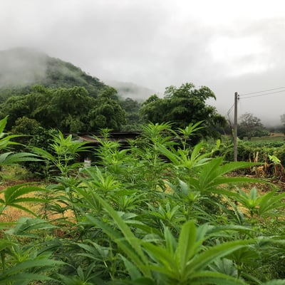 EARTH CannabiS product image