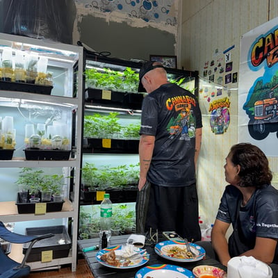 Cannabis Farmer(กัญชาคุณภาพ) product image