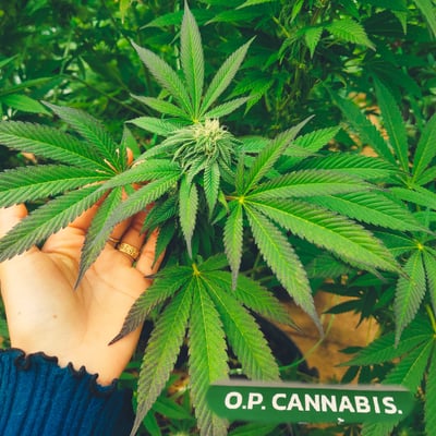O.p Cannabis product image