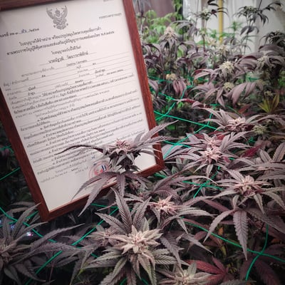 กัญชาใกล้ฉัน ลำพูน Destiny Cannabis product image