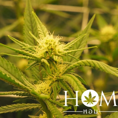 Hom หอม Cannabis Dispensary Langu Satun product image