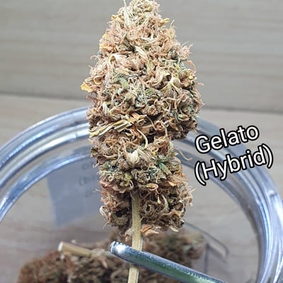 SWEEDD - Cannabis Dispensary (Teparuk Soi srisamit) product image