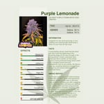 Purple Lemonade 