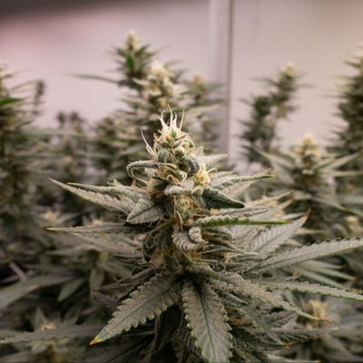 TPN HEMP FARM CO., Ltd product image