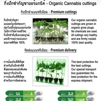 SIAM-CUTTINGS product image