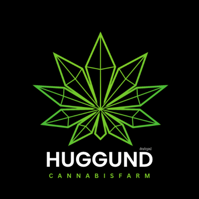 Cannabis dispensary by huggund - Lomsak ร้านกัญชา​ 大麻 dispensary