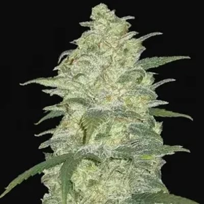 Special Queen 1 Strain