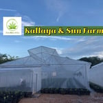 Kallaya & Sun Farm (Cannabis)