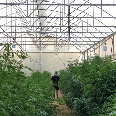 Lollipop Cannabis Farm product image