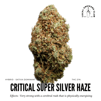Critical Super Silver Haze