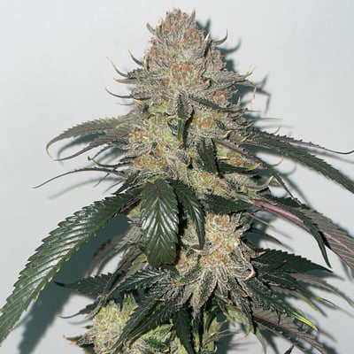 สวนลุงคง สาขาราชบุรี product image