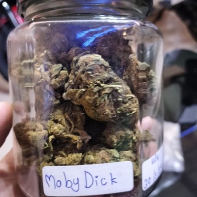 Moby dick