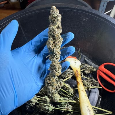 Greenlungs Cannabis store | Dispensary product image