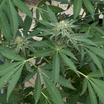 Lollipop Cannabis Farm product image