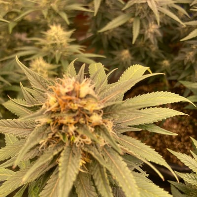Top Strain 3 by Green KronicK product image
