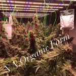 N.N.Organic Farm (ฟาร์มกัญชาถูกกฎหมาย)