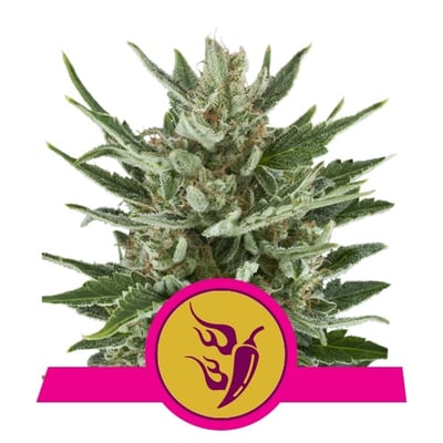 Speedy Chile (Fast Flowering)