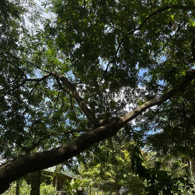 Meat Cannabis product image