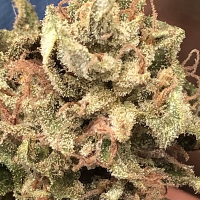Cannabis Fun Farm