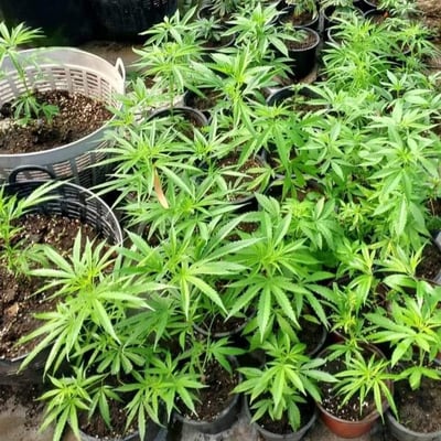 CANNABIS MUKA MUKA ORGANIC FARM product image