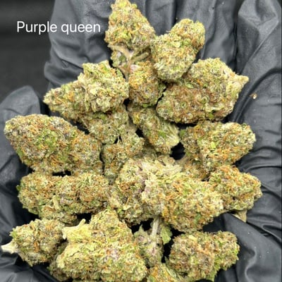 Purple Queen 