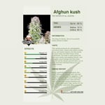 Afghan Kush