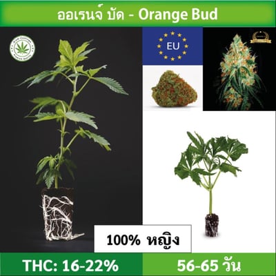 Cannabis cutting (clone) Orange Bud
