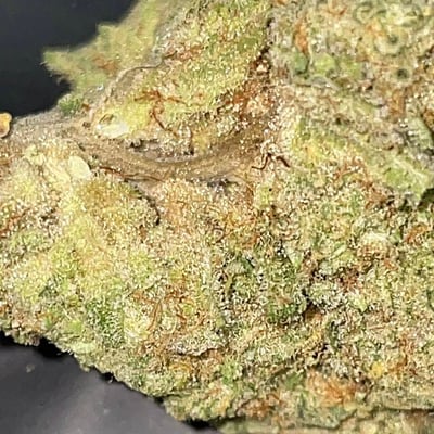 Grasshopper City Coffeeshop product image