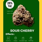 Sour Cherry